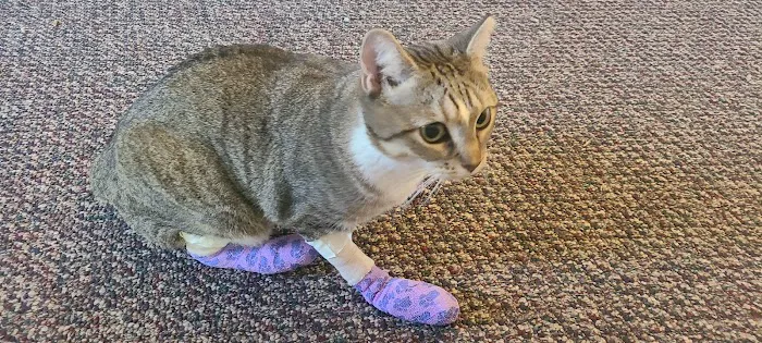 Colony Animal Hospital Picture 5