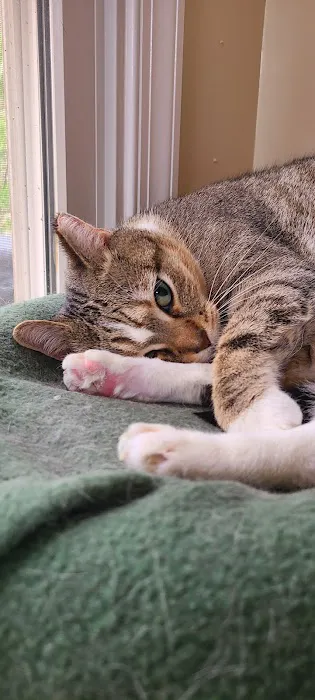 Colony Animal Hospital Picture 4