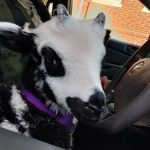 Agrarian Veterinary Services, LLC