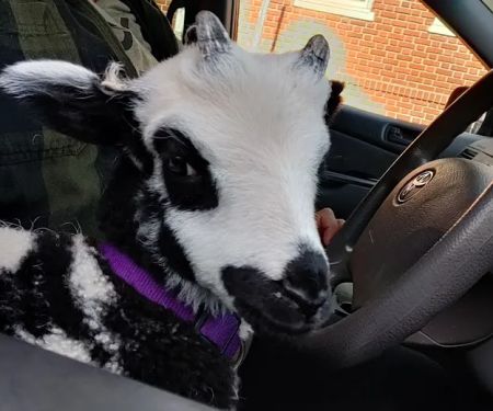 Agrarian Veterinary Services, LLC
