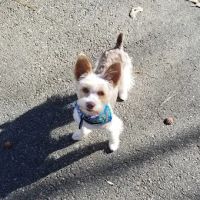 Disputanta Animal Hospital ico