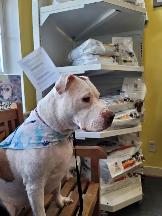 Disputanta Animal Hospital Picture 10