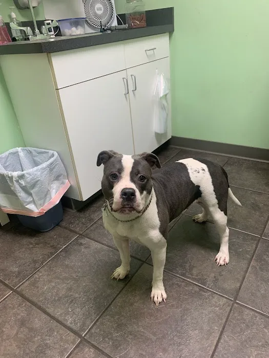 Disputanta Animal Hospital Picture 4