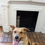 Baker House Animal Hospital
