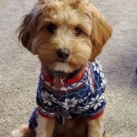 Salt Run Veterinary Clinic ico