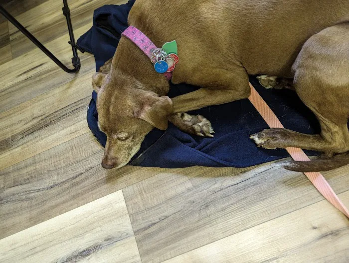 Little Miami Veterinary Services Picture 9