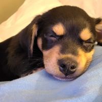 Little Miami Veterinary Services ico
