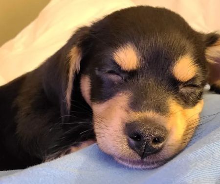 Little Miami Veterinary Services