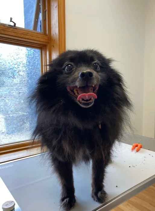 Loveland Regional Animal Hospital Picture 5