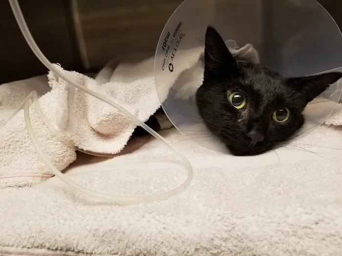 Landen Maineville Animal Hospital Picture 3
