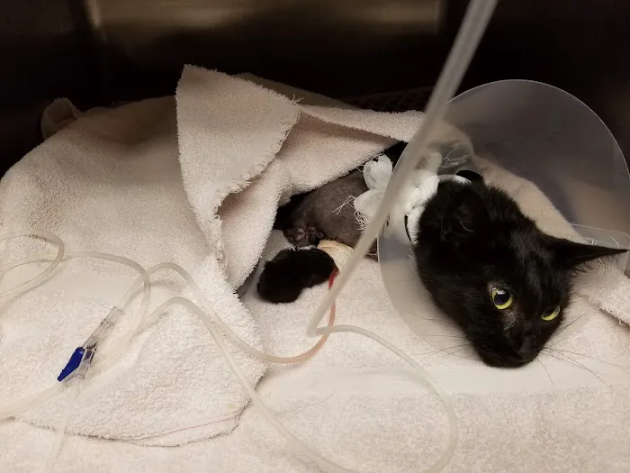 Landen Maineville Animal Hospital Picture 1