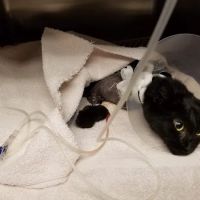 Landen Maineville Animal Hospital ico