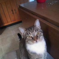 Turtle Creek Animal Hospital ico