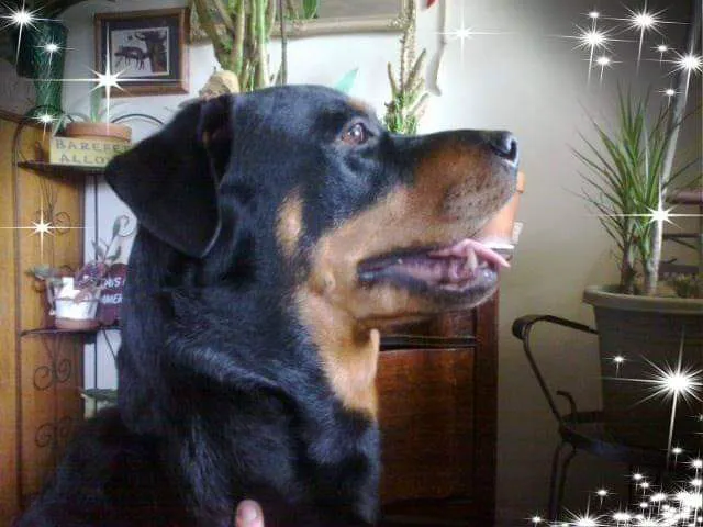 Turtle Creek Animal Hospital Picture 3