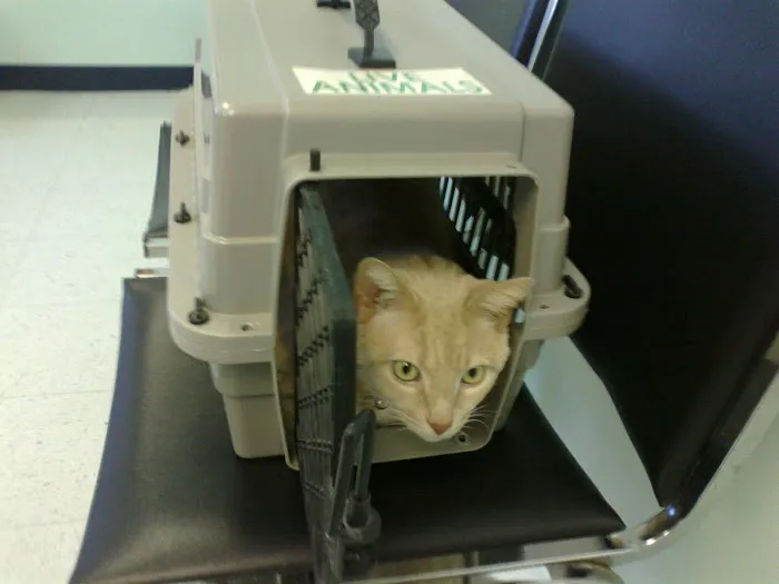 Turtle Creek Animal Hospital Picture 2
