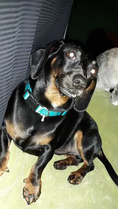 Turtle Creek Animal Hospital Picture 5