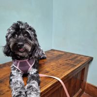Bethel Community Pet Hospital ico