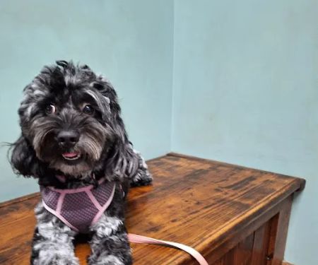Bethel Community Pet Hospital