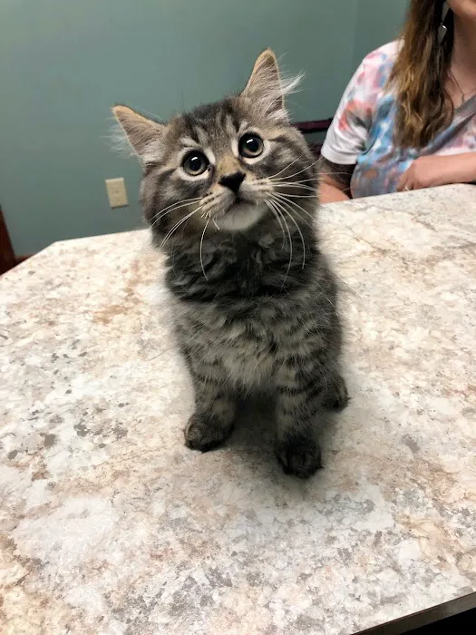 Bethel Community Pet Hospital Picture 8