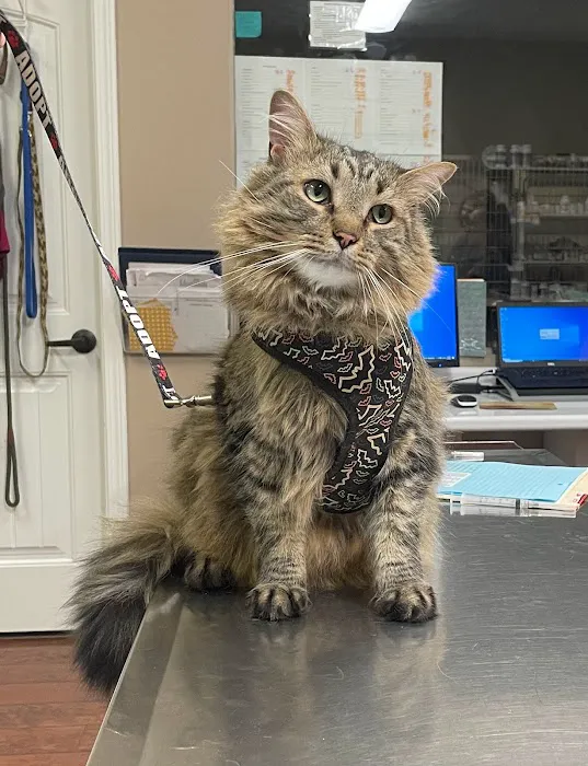 Bethel Community Pet Hospital Picture 9