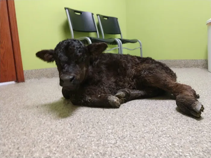 Rolling Hills Veterinary Service Picture 6