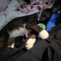 Mt Holly-Bantam Small Animal ico