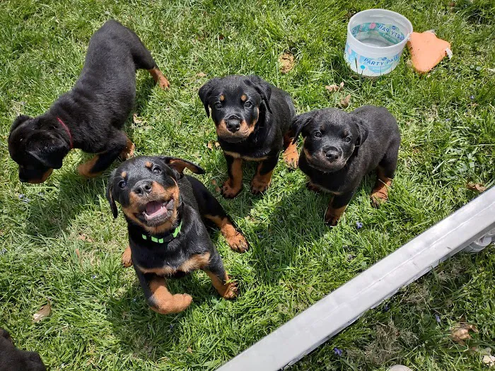 Lake Pointe Veterinary Hospital Picture 2