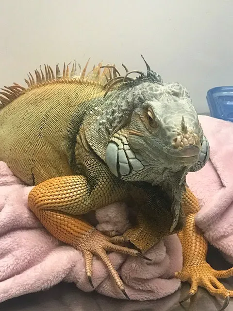 Lake Pointe Veterinary Hospital Picture 3