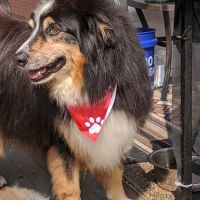 Town & Country Veterinary ico