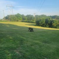 Colonial Heights Veterinary Clinic ico