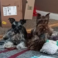 West Jefferson Animal Hospital ico