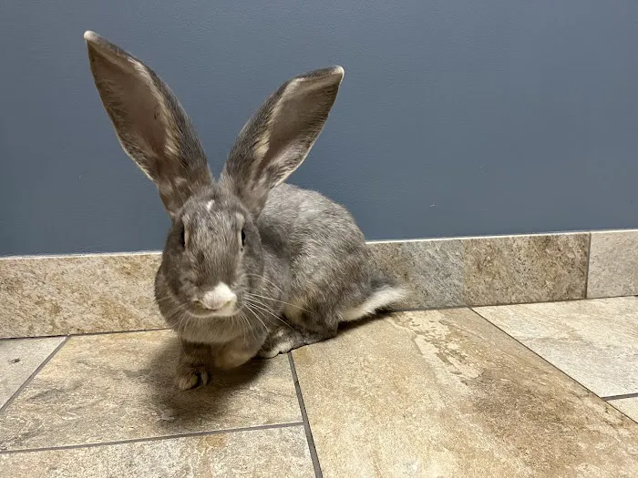 West Jefferson Animal Hospital Picture 2