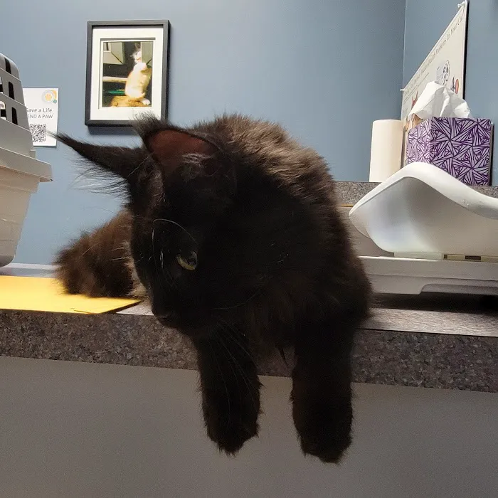 West Jefferson Animal Hospital Picture 6