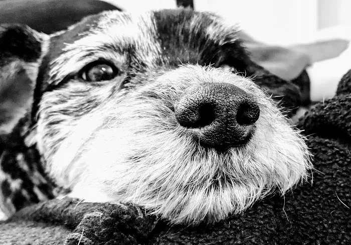 Champion Pet Vet Picture 2