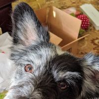 Champion Pet Vet ico