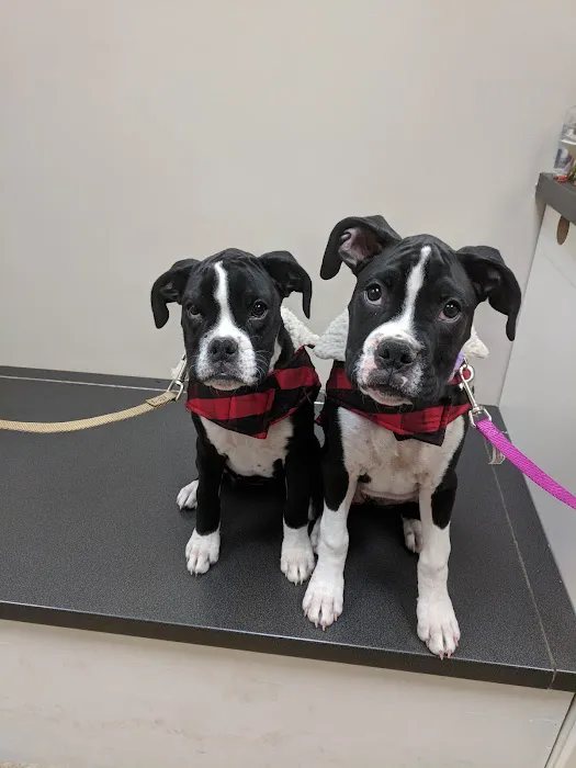 Champion Pet Vet Picture 4