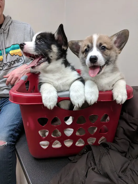 Champion Pet Vet Picture 5
