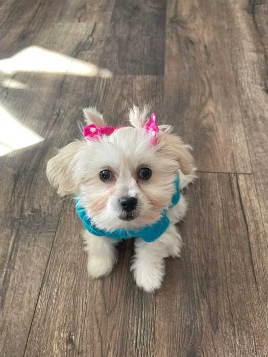 Champion Pet Vet Picture 6