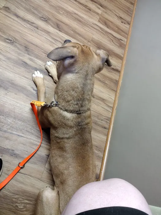 Community Veterinary Clinic Picture 5