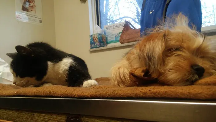 Community Veterinary Clinic Picture 1