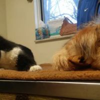 Community Veterinary Clinic ico