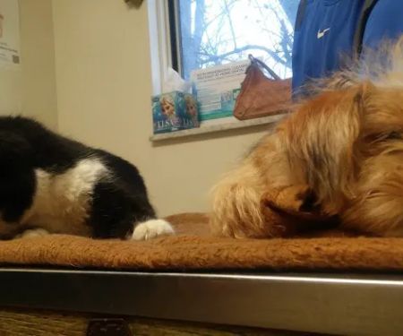 Community Veterinary Clinic