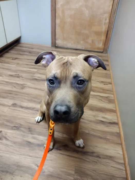 Community Veterinary Clinic Picture 4