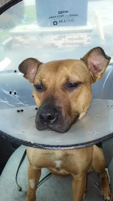 Mad River Veterinary Hospital Picture 1