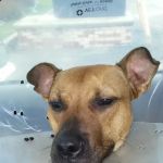 Mad River Veterinary Hospital