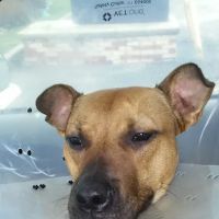 Mad River Veterinary Hospital ico