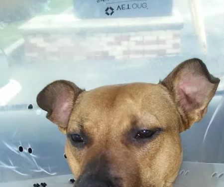 Mad River Veterinary Hospital