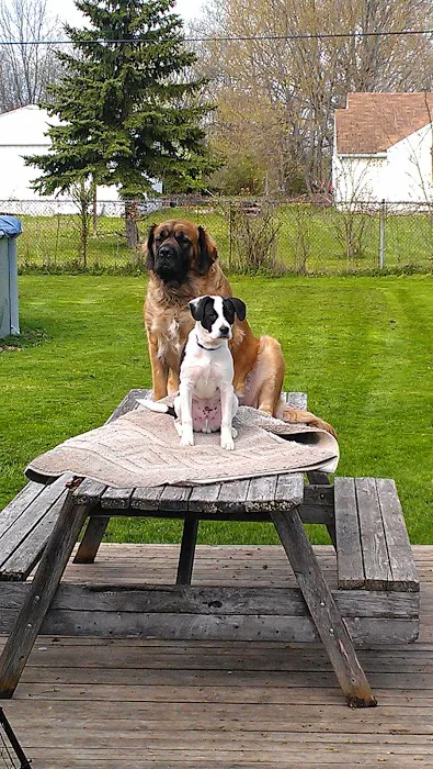 Mad River Veterinary Hospital Picture 7