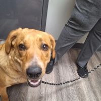 Enon Veterinary Hospital ico