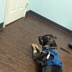 Bailey Animal Clinic, Inc.